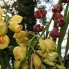 Cymbidium orchidaceae Lovely Moon 'Crescent' is part of the NYBG's latest orchid exhibit. 